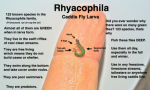 Green Caddis Larva