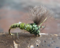 CDC Olive Emerger