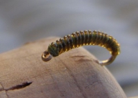 Willow Grub