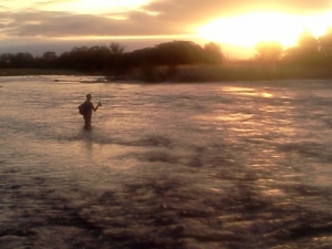 Nik Bielski fishing the evening rise on the Mataura River Southland NZ Nik Bielski fishing the evening rise on the Mataura River Southland NZ