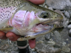 Barbless Hooks are the answer - Rainbow Trout with deformed mouth