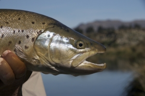 Tom Cundith from California & trip fish