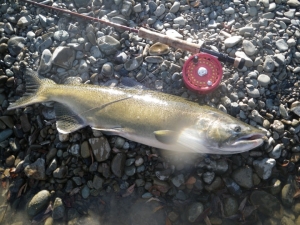 Chinook Salmon caught on a Tubefly Chinook Salmon caught on a Tubefly
