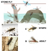 Life of a Stonefly