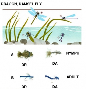 Damsel & Dragonfly