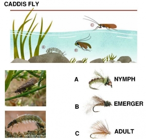 Caddis