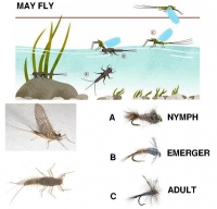 Mayfly