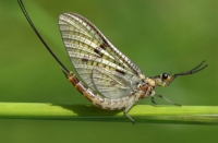 Lifecycle of insects we are very very interested in