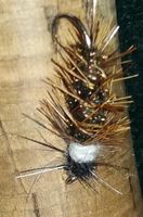 Wilkins Caddis